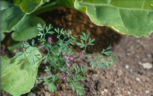 Fumaria_officinalis_4-min.jpg