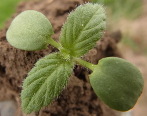 Galeopsis sp. seedling.JPG