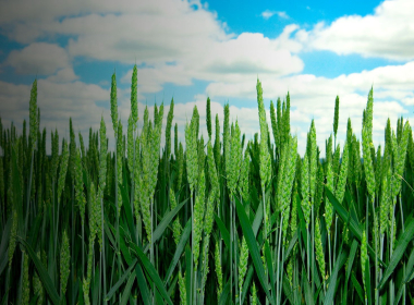 Cereale_Header_FMC_v2.jpg